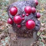 Update: Geheimnisvolle Kunstwerke im Gierather Wald