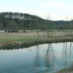 Wasservögel an den Agger-Staustufen in Ehreshoven