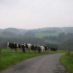 Kühe im Dunst