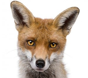 Wer wird der Politfuchs 2012?