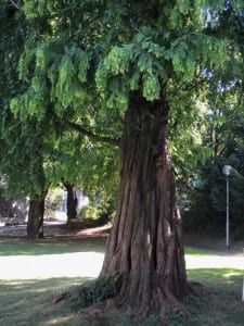 Urweltmammutbaum im Forumpark. Foto: Engelbert M. Müller