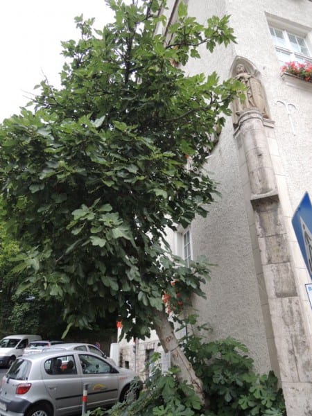Der Feigenbaum am Rathaus
