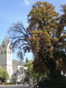 Noch steht die alte Linde auf dem Marktplatz