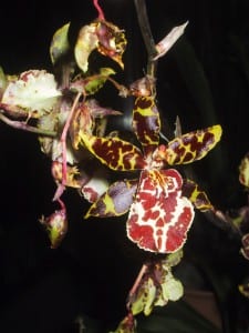 orchidee vergrößert.JPG600