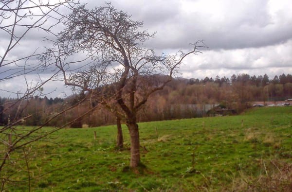 Obstwiese am Platzer Höhenweg