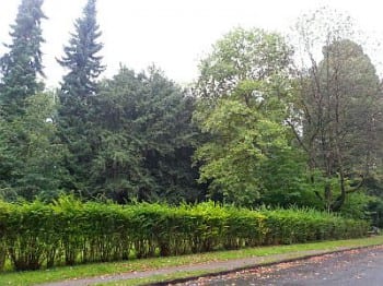 belgischer-platz-frankenforst_web