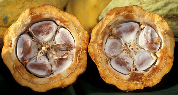 Eine aufgebrochene Kakaobohne. Foto: Wikipedia
