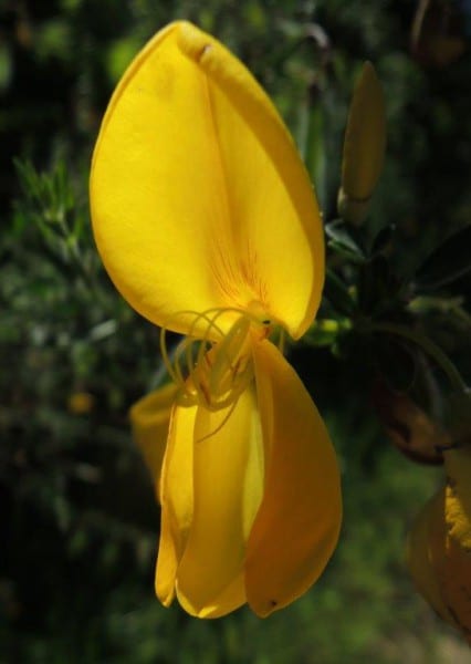 14 Ginsterblüte