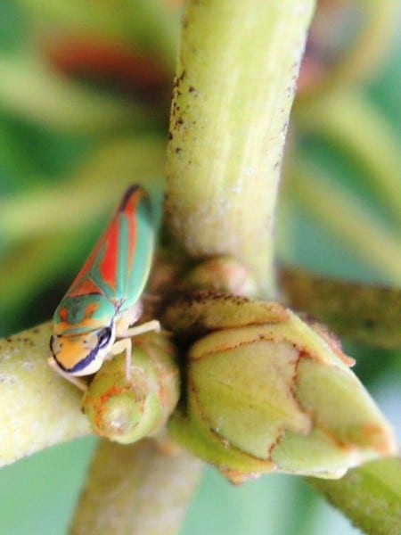 2 Rhododendronzikade