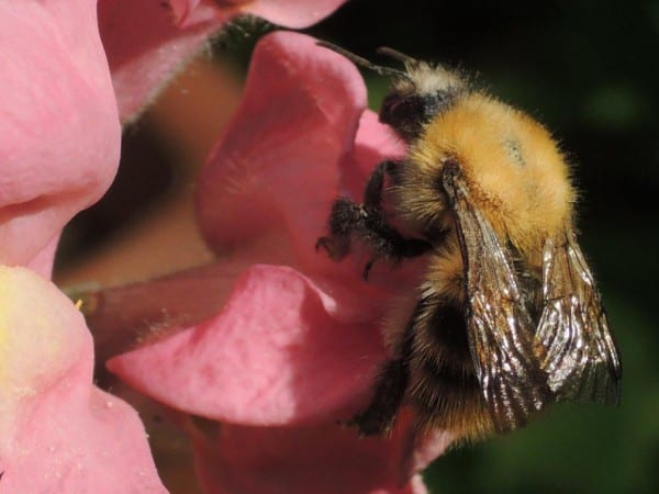 2c andere Hummel