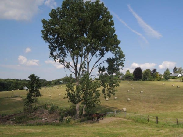 7 Pferdeland Bärbroich