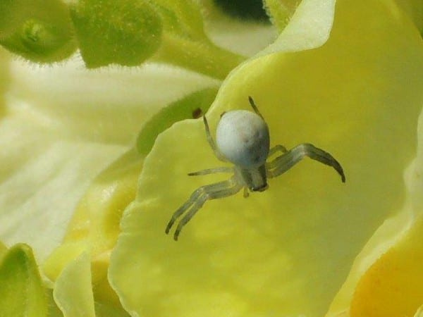 9 Veränderliche Krabbenspinne