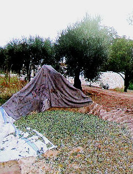 Flüchtlinge Olivenernte 260