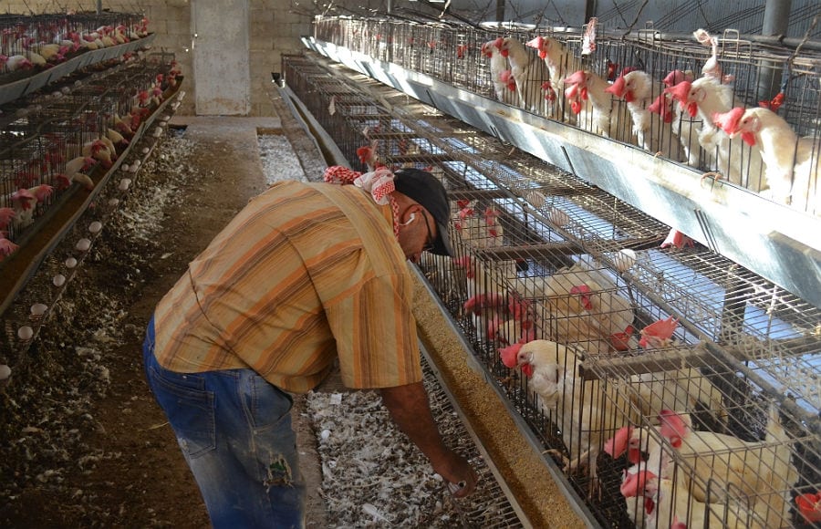 Legehennen im Schuldienst: Die Hühnerfarm trägt zur Finanzierung bei