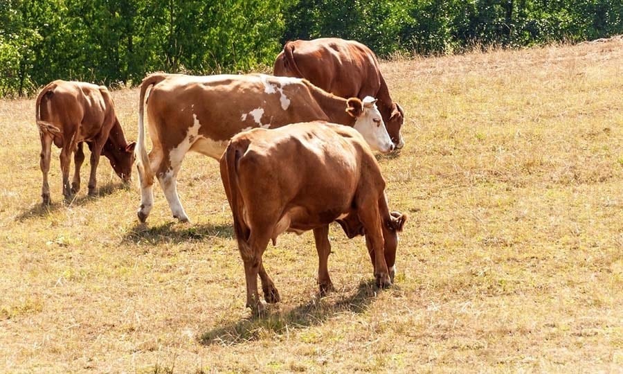 Dürre auch in Rhein-Berg. Milchbauern mussten Futter zukaufen.