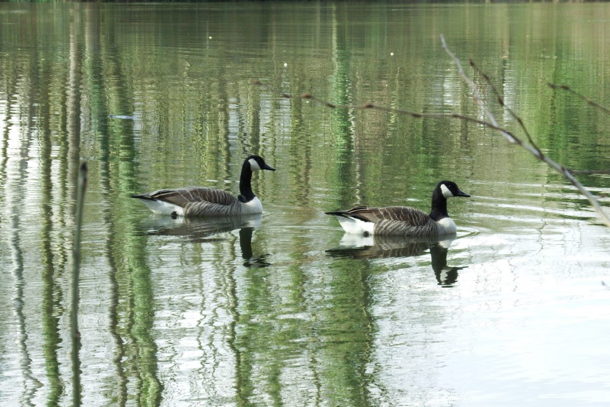 Frühling am Fischteich