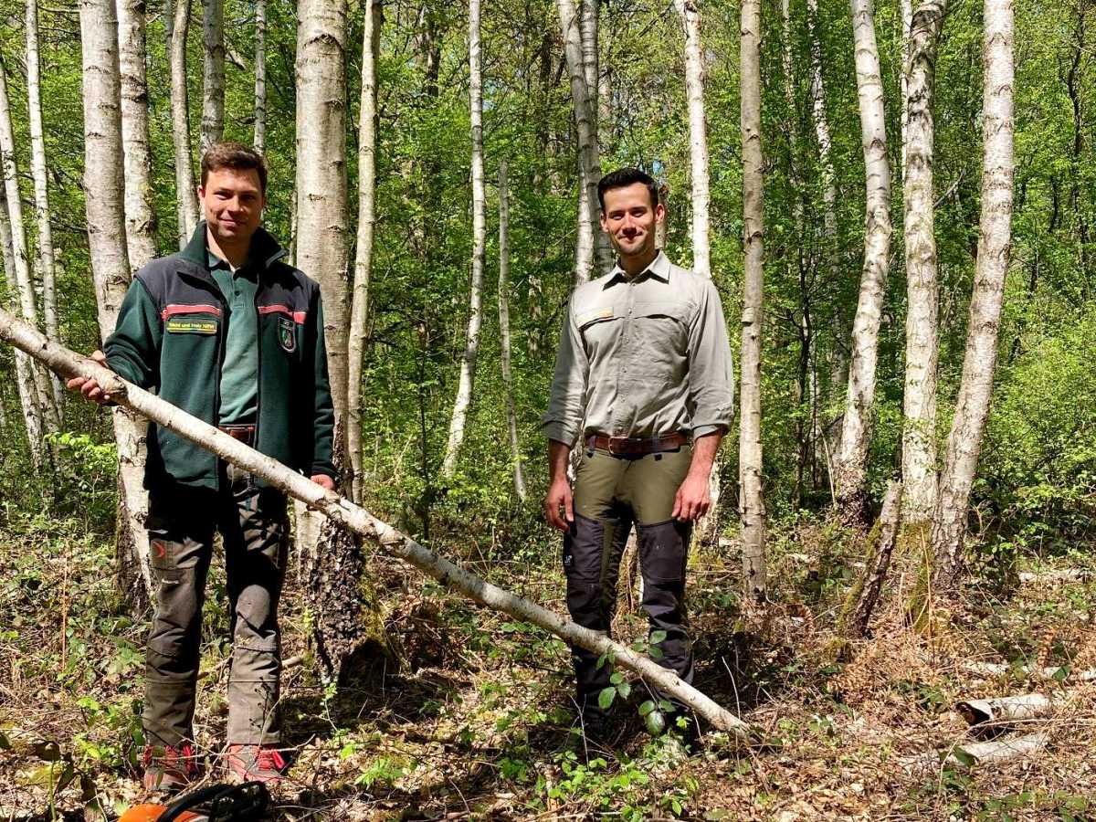 Hier können Sie ganz legal einen Maibaum kaufen