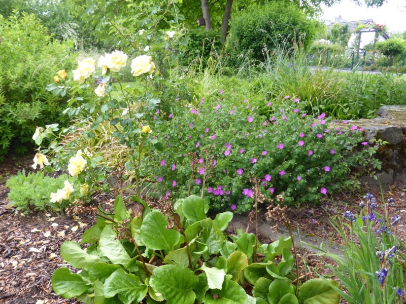 Eine grüne Idylle am Herkenfelder Weg