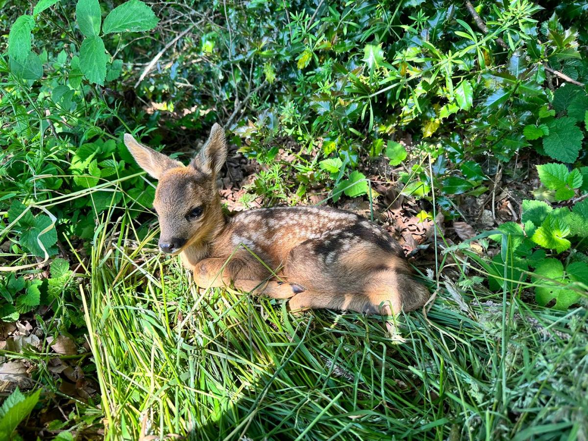 Jägerschaft appelliert an Hundehalter