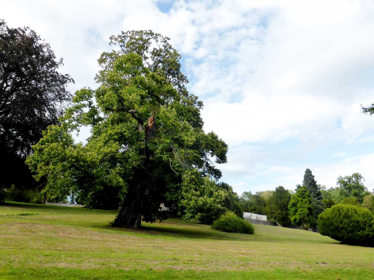 Wenn die Bäume im Park von Haus Lerbach erzählen könnten